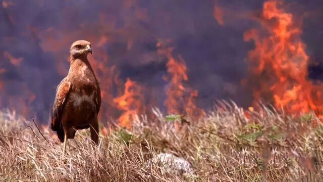 As actan los halcones del fuego que ponen en jaque a los bomberos forestales: son un grave problema y son difciles de parar